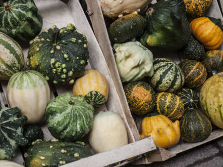 Pumpkin - a wonderful vegetable in autumn, which comes in many variations, here decorative gourdsの写真素材