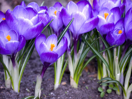 crocus- a beautiful flower in spring
