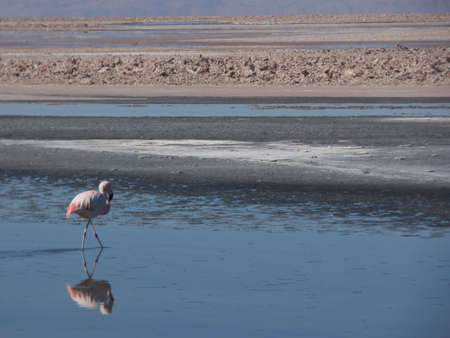Salar de Atacama , Flamencoの写真素材