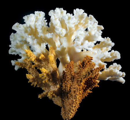 The branch of white and brown coralの写真素材
