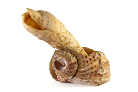 Two marine clam shell on white backgroundの写真素材