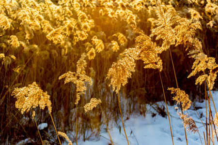 The reeds in the bright sun at sunsetの写真素材