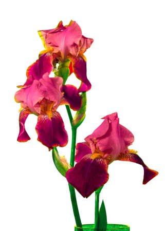 Iris flower on a white backgroundの写真素材