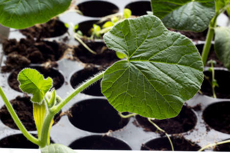 Young leaves of cucumber seedlings in potsの写真素材