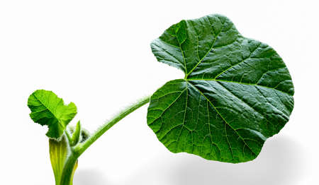 Young leaves of cucumber isolated on white backgroundの写真素材