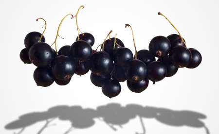 Bunch of black currant on white backgroundの写真素材