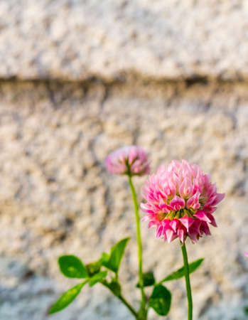 Red clover flowers on the background of blurred gray concrete wall