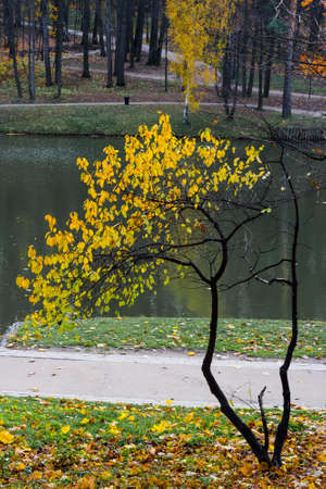 Small crooked tree with bright yellow leaves in the background of the pond in the park