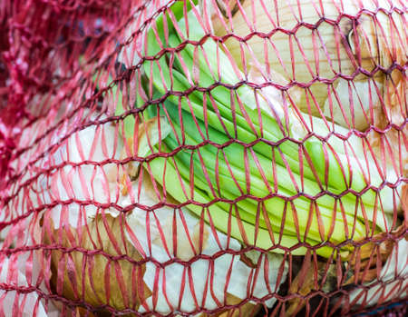 Plastic mesh wrap with sprouted onions packing closeupの写真素材