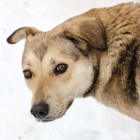 Portrait Breed dog with brown eyes