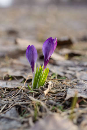Spring has come, the first crocus flowers surrounded by dried leavesの写真素材