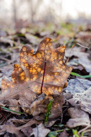 Dry oak leaf and the first green shoots of spring