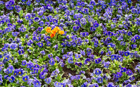 Pansies and violets on a flowerbed  Different colored flowers on field