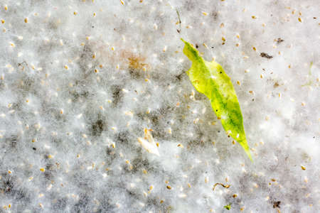 Green grass in a thick layer of poplar fluffの写真素材