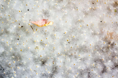 Green grass in a thick layer of poplar fluffの写真素材