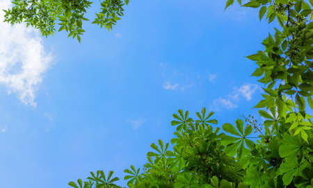 Chestnut leaves against the blue sky with white cloudsの写真素材