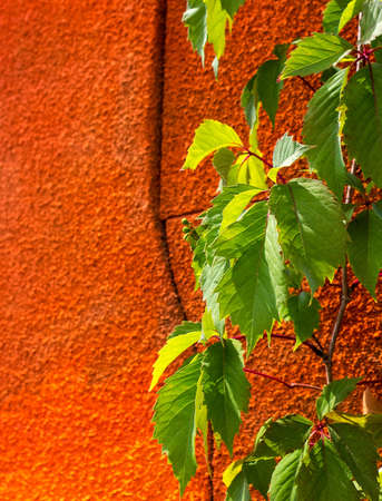 Transparent green leaves on an orange wall in the bright sun