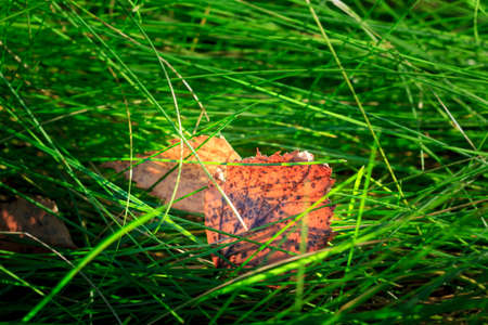 Translucent in the sunlight bright colored birch leaves on green grassの写真素材