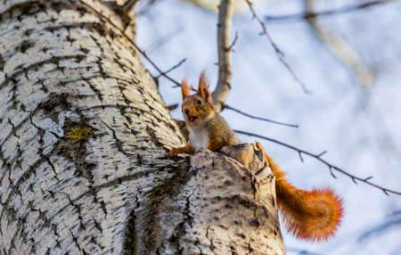 Red squirrel highly on a tree with a nut in his teethの写真素材