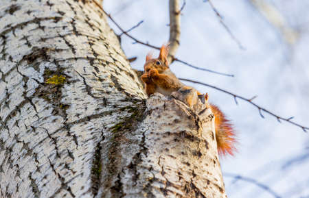 Red squirrel highly on a tree nut chewingの写真素材