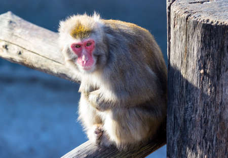 Japanese macaque sitting on a wooden logの写真素材