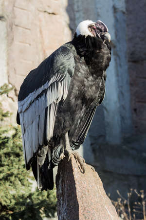 Andean Condor sitting on a rock in full growth basking in the sun