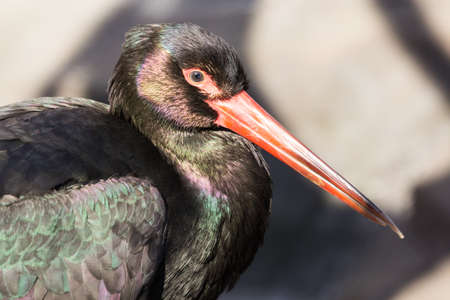 Black Storkの写真素材