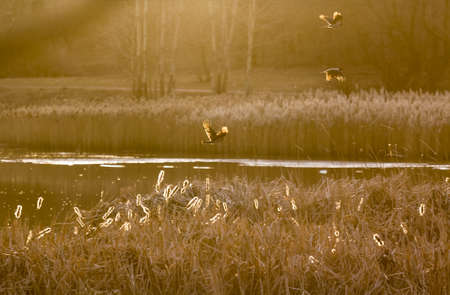 Crow over the lake