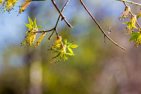 Young maple leaves and catkins taken with shallow depth of field