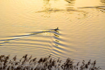 Duck floating in a pond  Water reflecting orange sky at sunsetの写真素材