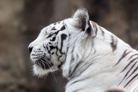 White Bengal tiger in profile  Close-up portraitの写真素材