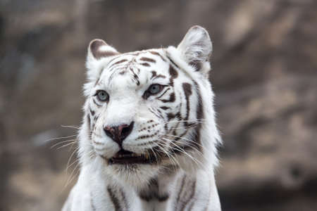 White Bengal tiger close look  Close-up portraitの写真素材
