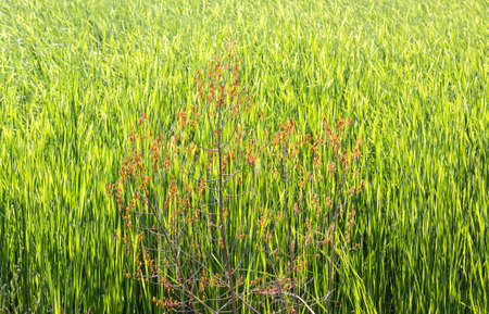 Tree with dry leaves on a background of bright green grass  Small depth of fieldの写真素材