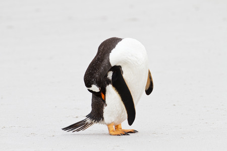 Gentoo penguin, Falkland Islandsの写真素材