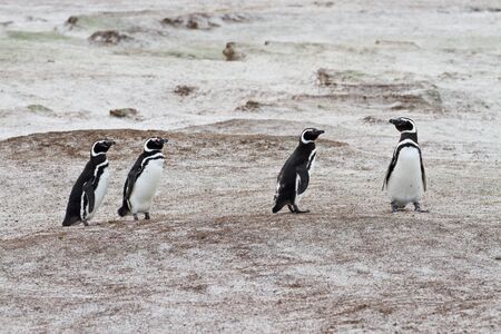 magellanic penguins, falkland islandsの写真素材