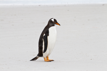 Gentoo penguin, Falkland Islandsの写真素材