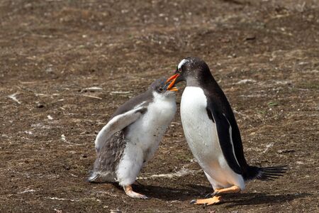 Gentoo penguin mother is feeding her chickの写真素材