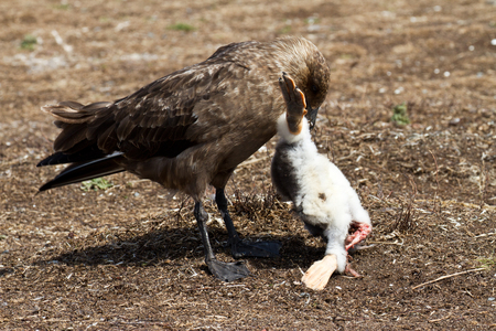 Skua hunting a penguin chickの写真素材