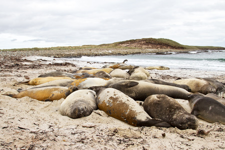 Southern elephant seal colonyの写真素材