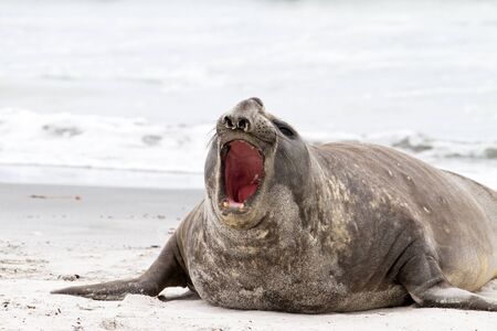 Southern elephant seal is crying aroundの写真素材