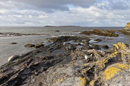 Coastline Falkland Islandsの写真素材