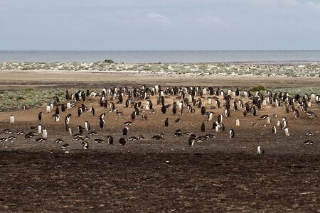 Gentoo Penguin colonyの写真素材