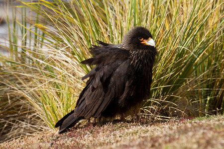 Striated Caracaraの写真素材