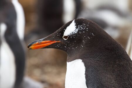 Gentoo penguinの写真素材