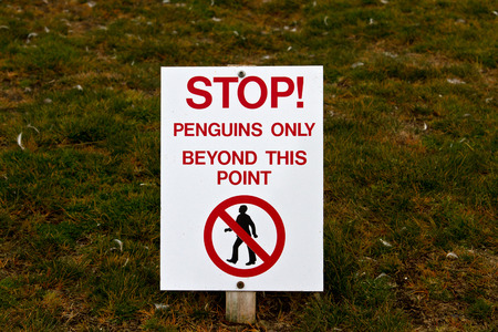 Penguins onlyの写真素材