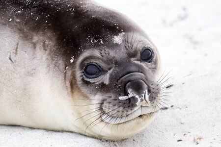 Southern elephant sealの写真素材