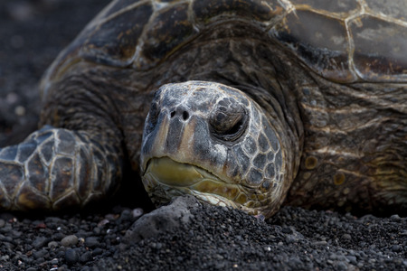Hawksbill Turtle in Hawaiiの写真素材
