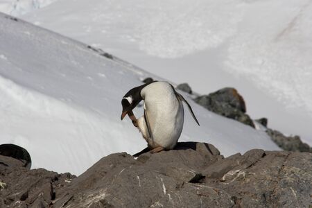Gentoo Penguin, Antarcticaの写真素材