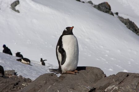 Gentoo Penguin, Antarcticaの写真素材