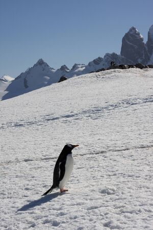 Gentoo Penguin, Antarcticaの写真素材